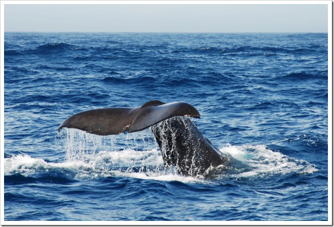 2010-11-16_11-50-25_01 (1)