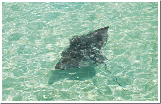 2010-11-23_11-35-50 (1)