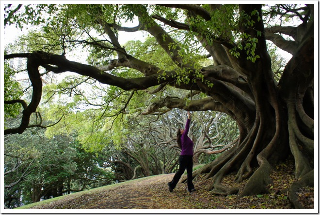 nova zelanda auckland park