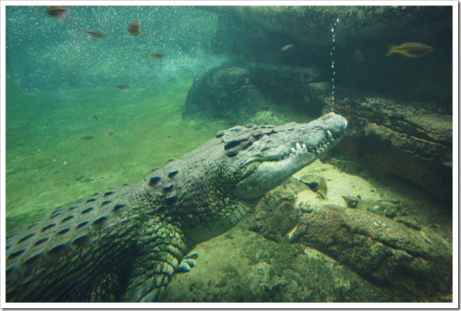 2010-11-28_16-42-48 (1)