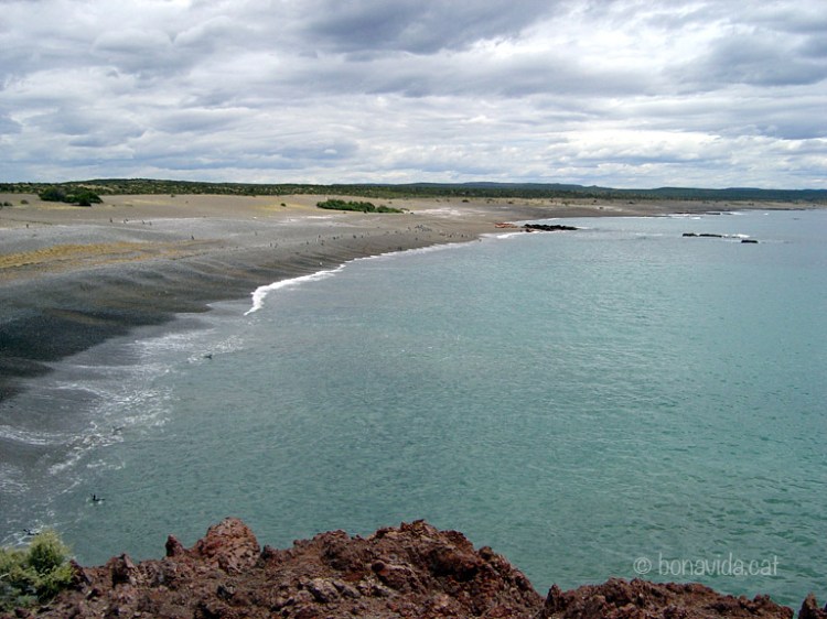 argentina pinguins 01