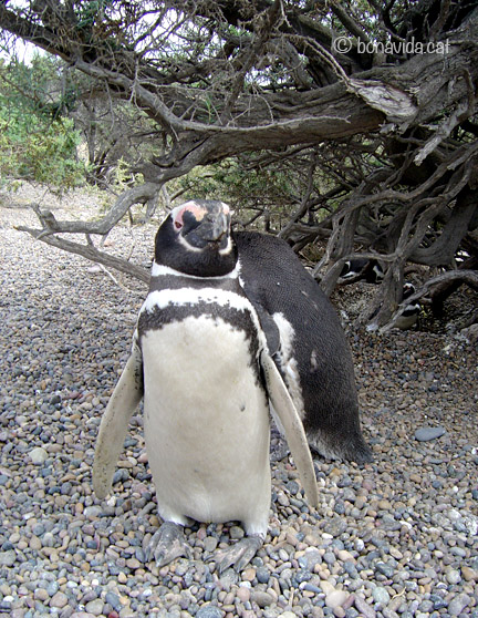 argentina pinguins 02