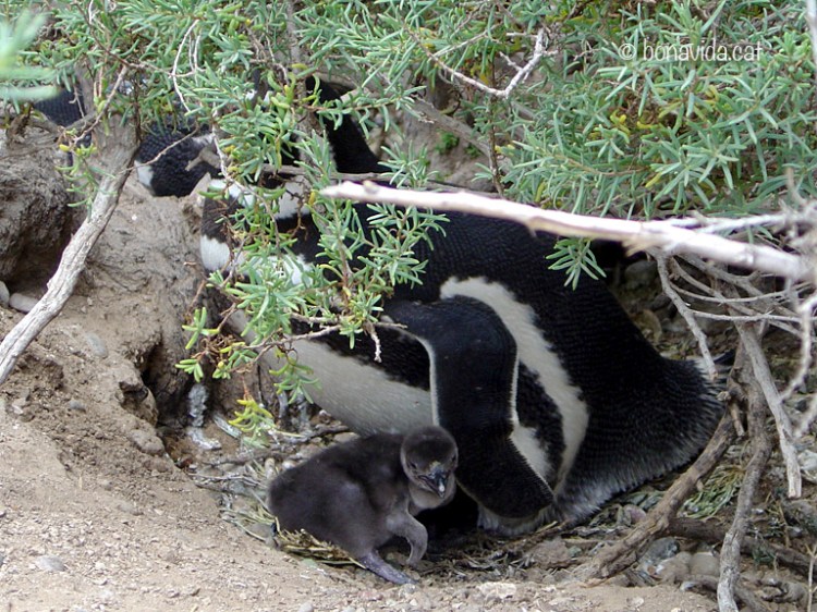 argentina pinguins 03