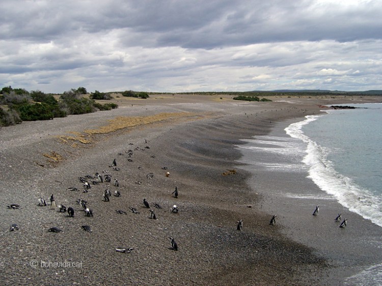 argentina pinguins 04
