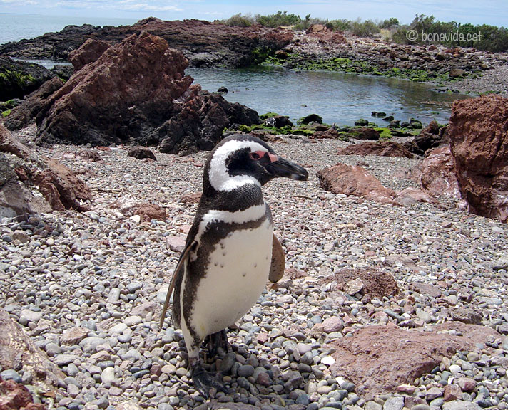 argentina pinguins 07