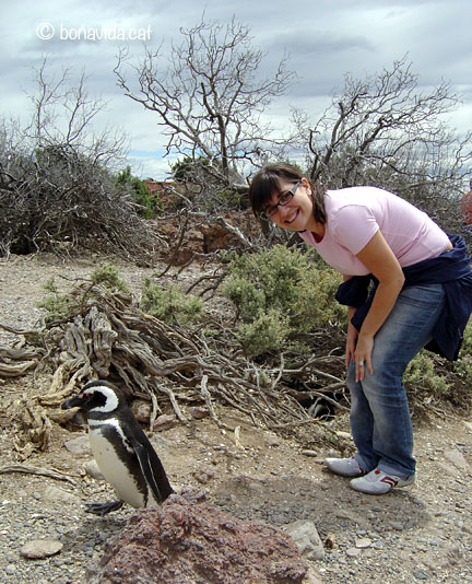 argentina pinguins 08