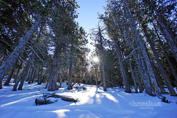 pirineu raquetes neu 07