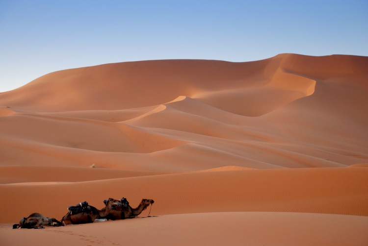 dromedaris descansant