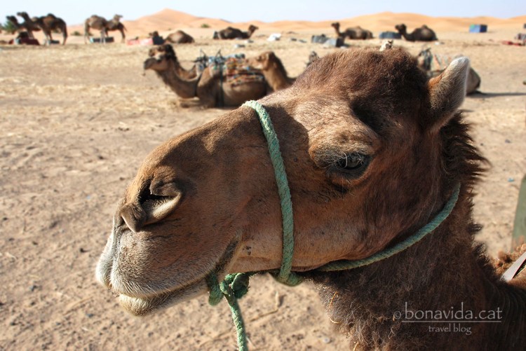 Hem de ser amics, eh?