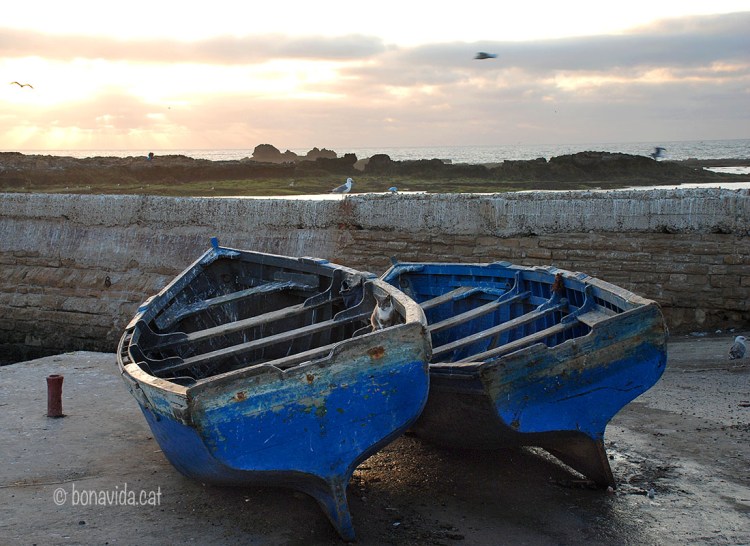 Marroc Essaouira gavines gats