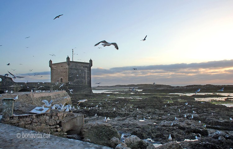 Les gavines són les reines d'Essaouira