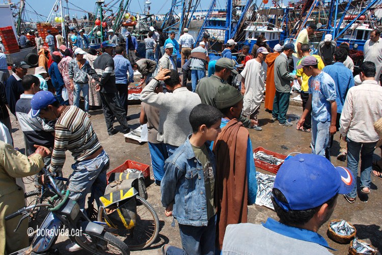 La venda de peix omple el port