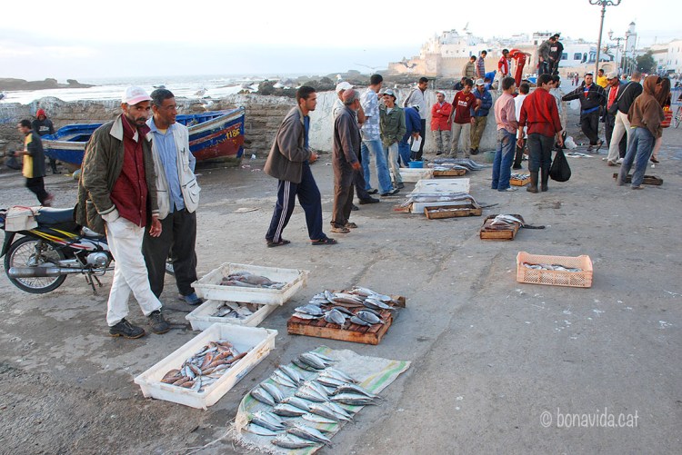 marroc essaouira venda peix 01