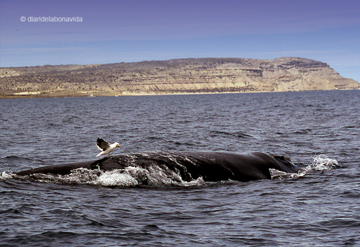 whale_argentina_1