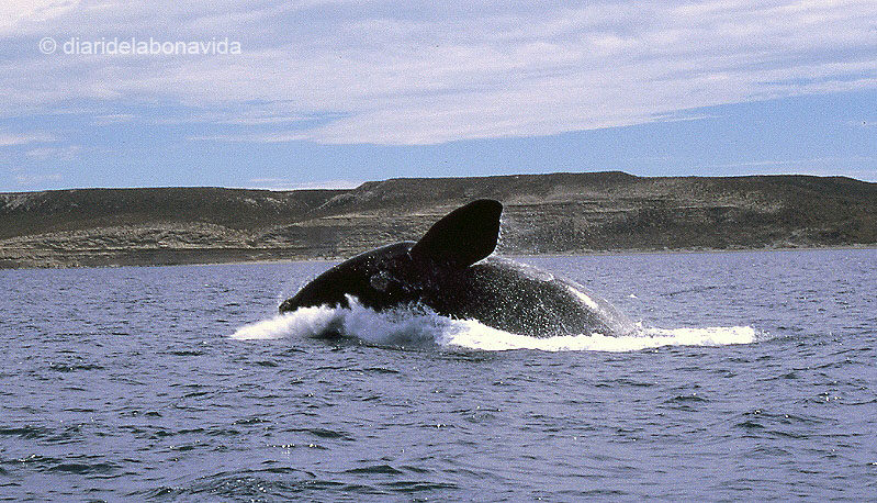 whale_argentina_2