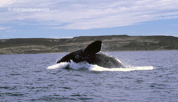 whale_argentina_2