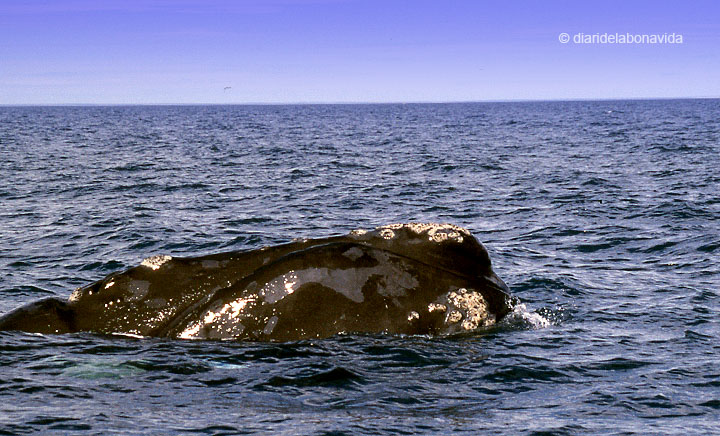 whale_argentina_3