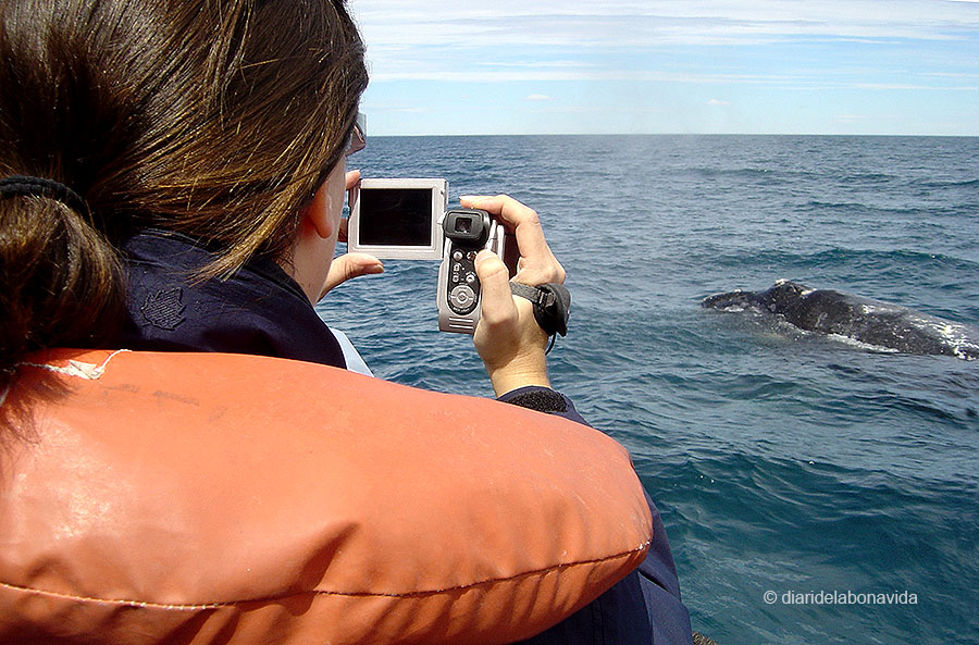 whale_argentina_4