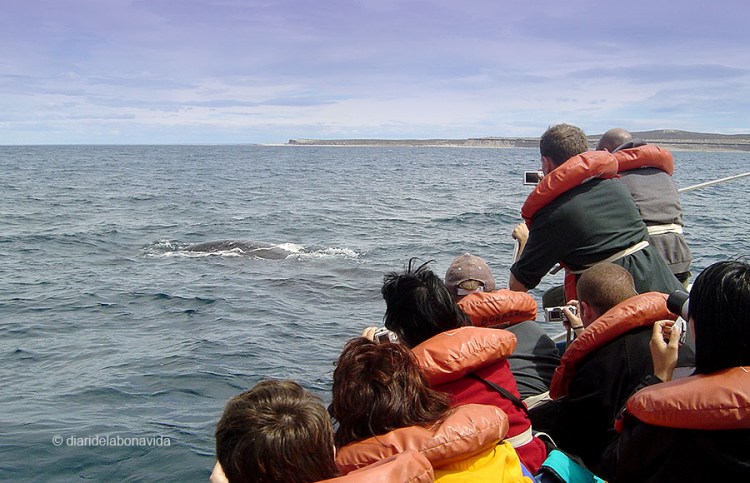 whale_argentina_6