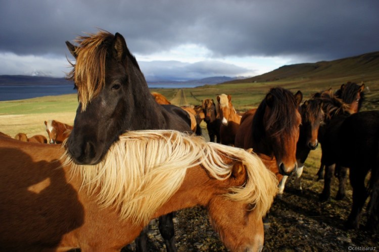 islandia cavalls 17