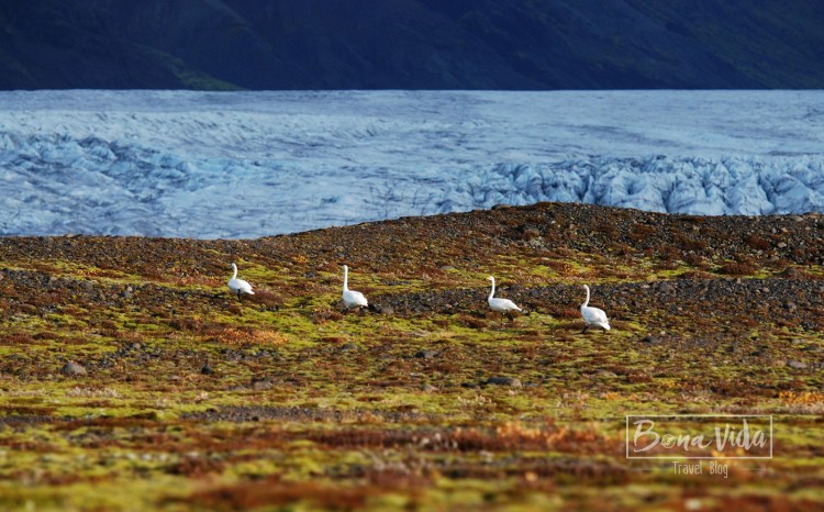 Glaciar Svínafellsjökull. Parc Nacional de Vatnajökull