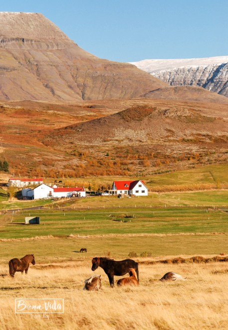 islandia cavalls-1