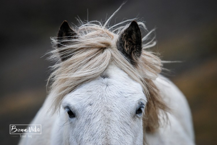 islandia cavalls-12