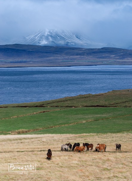 islandia cavalls-14