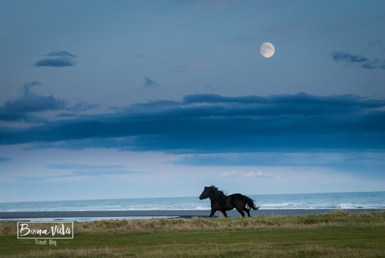 islandia cavalls-2