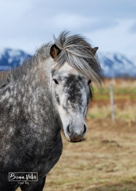 islandia cavalls-3