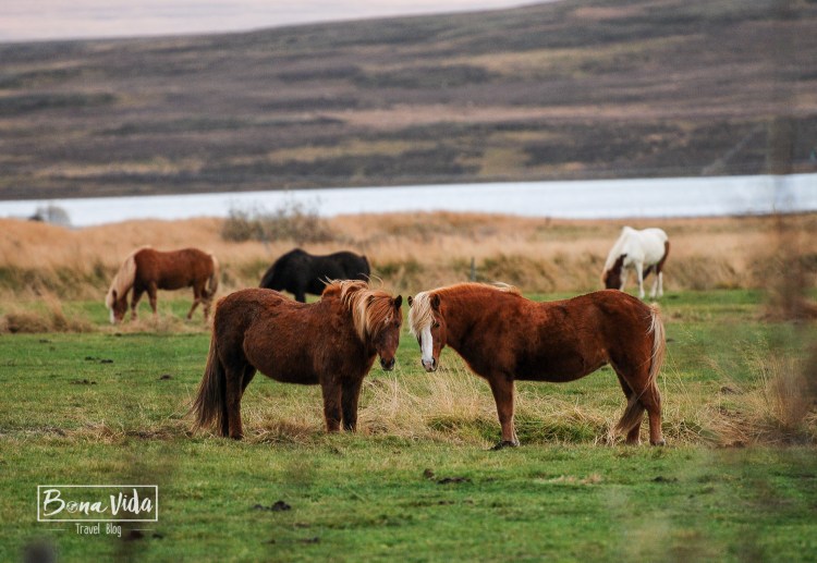 Cavalls a l'hotel-granja Gauksmyri