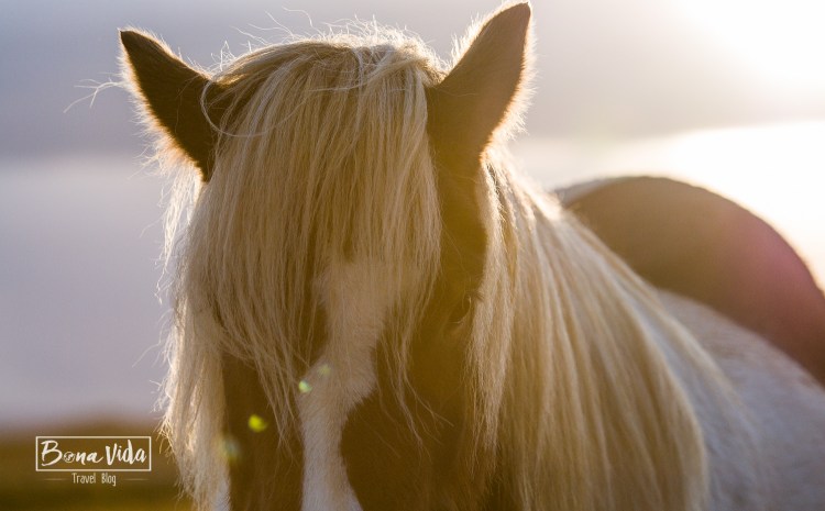 islandia cavalls-6