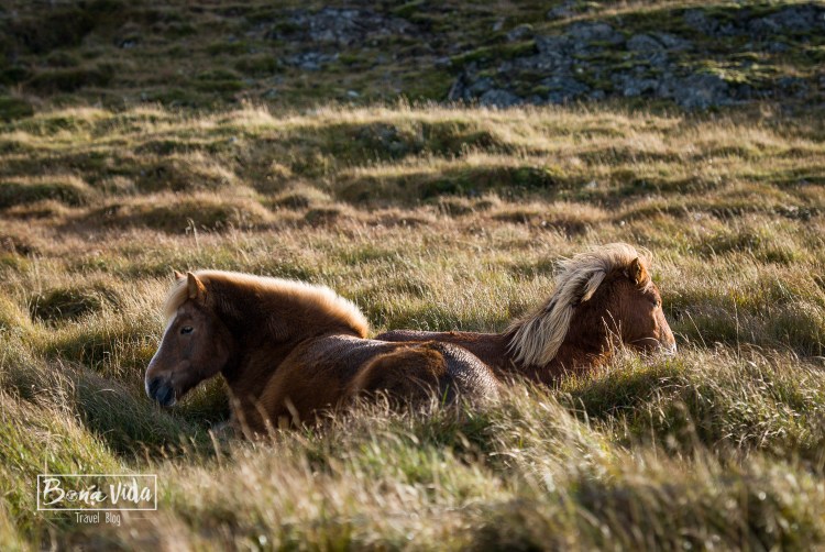 islandia cavalls-7