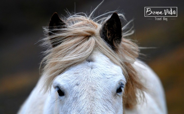 islandia cavalls