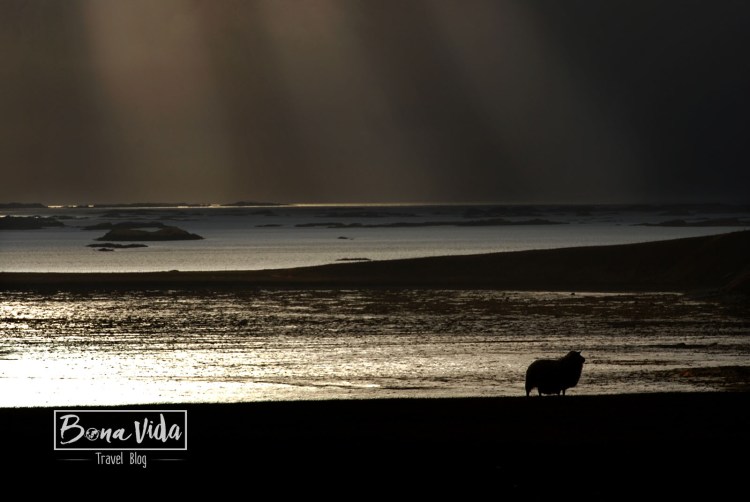 Paisatge passant per carretera 61, camí de Reykholar.