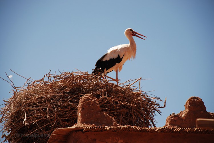 marroc Ait Benhaddou 14
