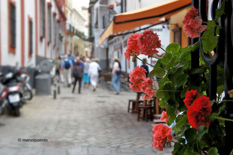 sevilla_santacruz_flors