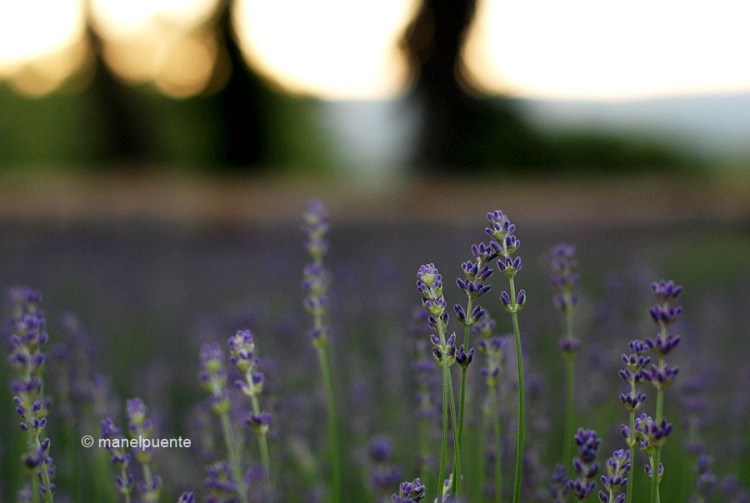 bonnieux_lavanda.jpg