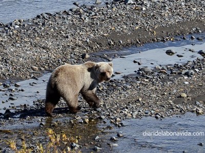 RUTA PER ALASKA – Dia 5 – DIA D’EMOCIONS: VEIEM ÓSSOS I AURORES&nbsp;BOREALS