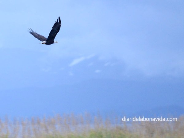 RUTA PER ALASKA – Dia 17 – Fent vida de&nbsp;poble