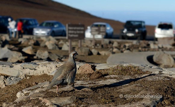 Ens trobem una perdiu a la zona d'aparcament del mirador