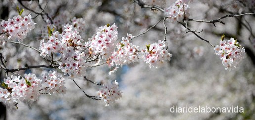 canada2683_highpark_toronto