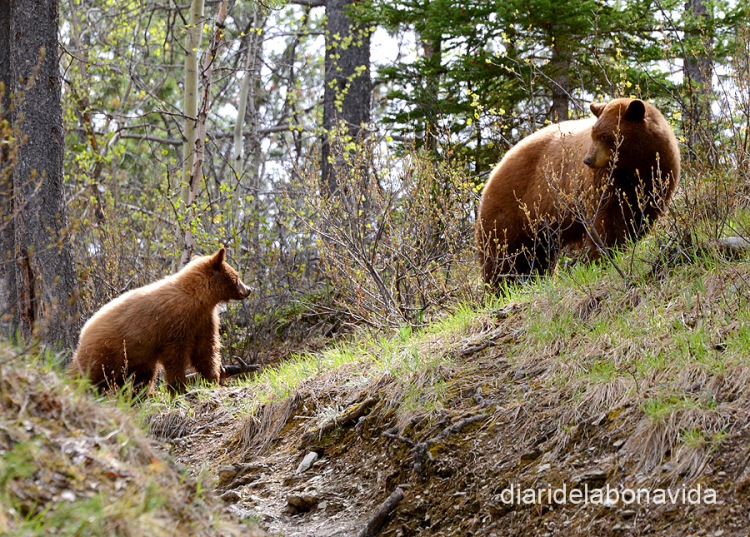 Ens topem amb un ós Grizzly i la seva criaa les Rocalloses de Canadà