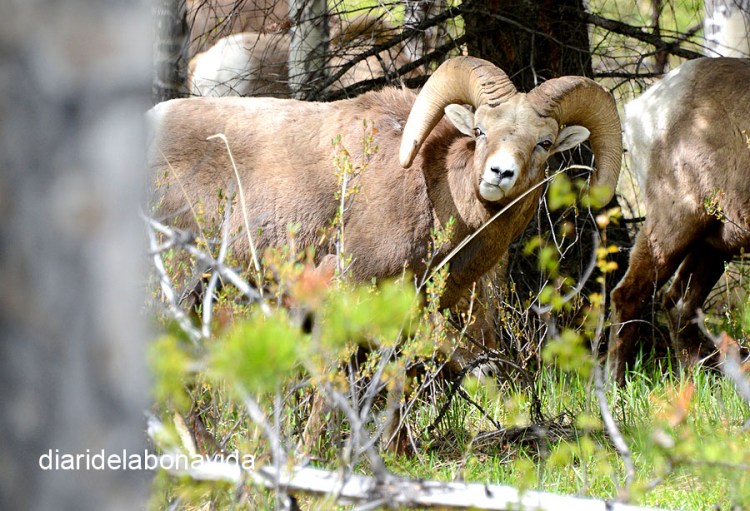 canada3854_bighorn_sheep