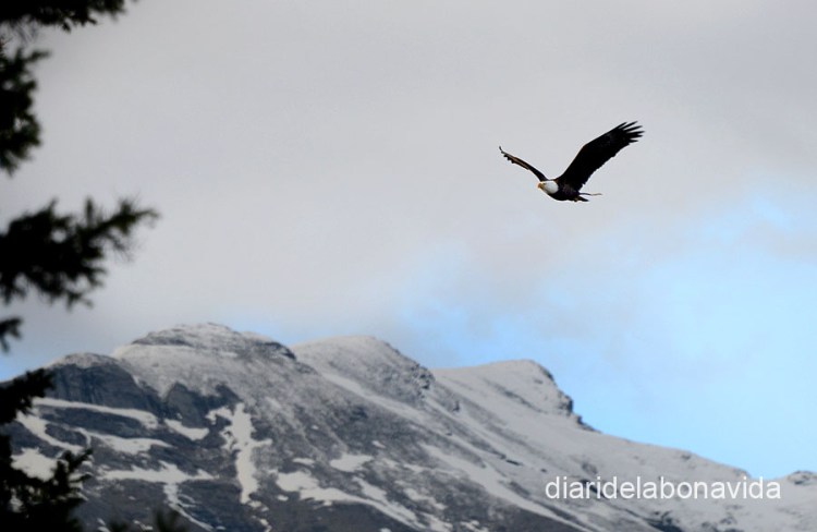 canada3982_bald_eagle