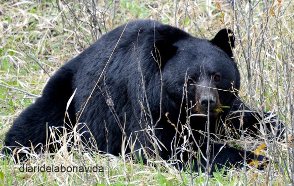 Un ós negre menjant tranquil·lament