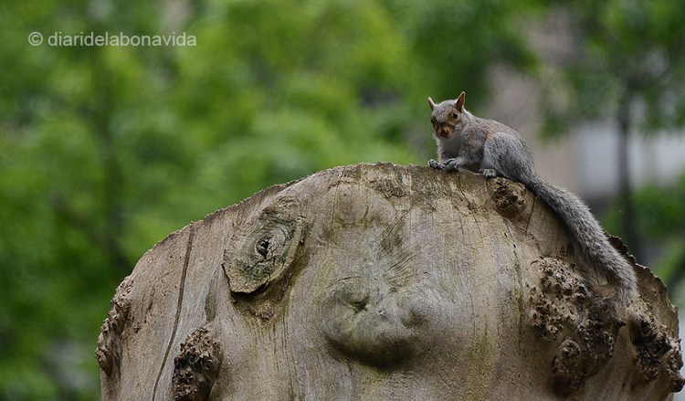 newyork0568_squirrel