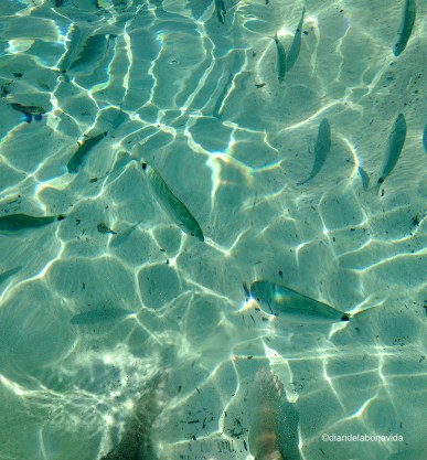 Les aigües transparents i la companyia dels peixos