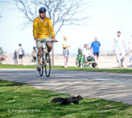 Ciclistes, patinadors, corredors, esquirols... tothom practica esport