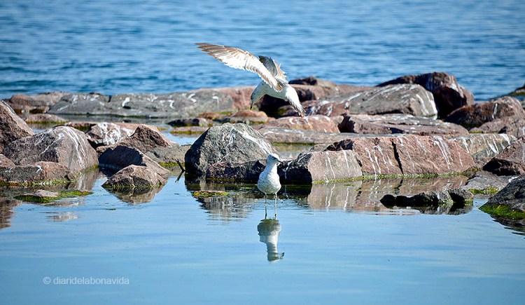 Les aus ocupen una petita part de la platja